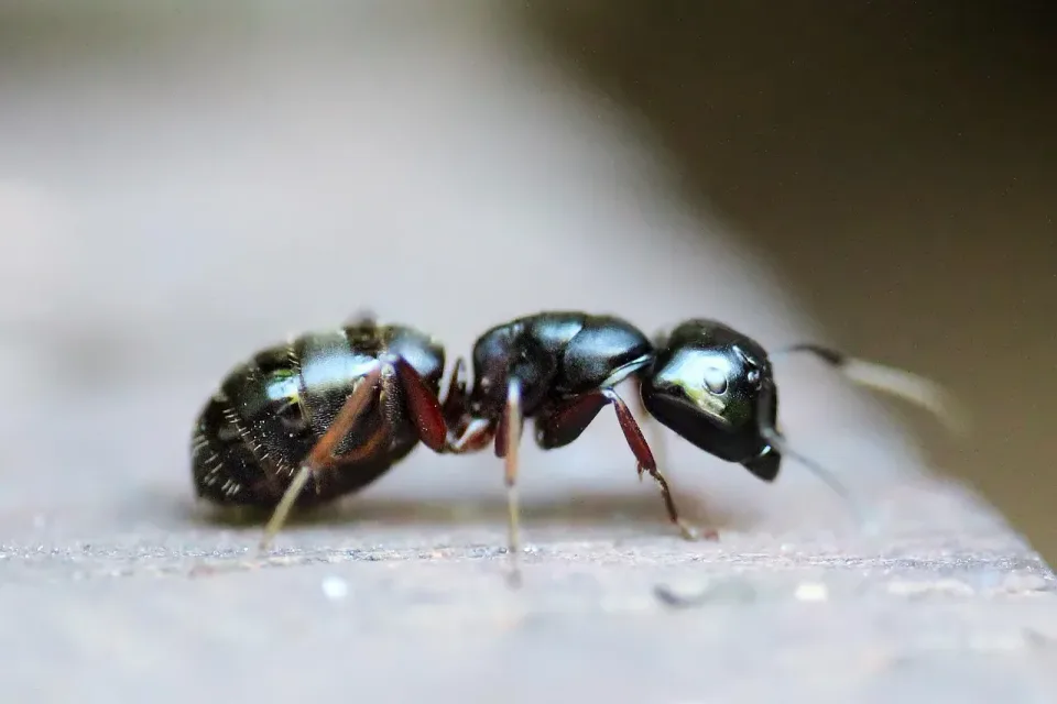 Ant — Pest Control — Ant, Head, Thorax, Pest Control, HVAC